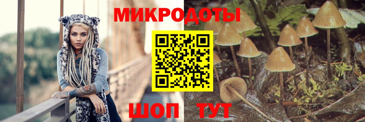 Псилоцибиновые грибы Psilocybine cubensis Медногорск